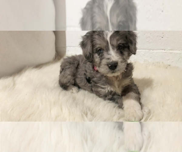 Medium Photo #8 Aussiedoodle Miniature  Puppy For Sale in GOSHEN, IN, USA