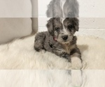 Small Photo #8 Aussiedoodle Miniature  Puppy For Sale in GOSHEN, IN, USA