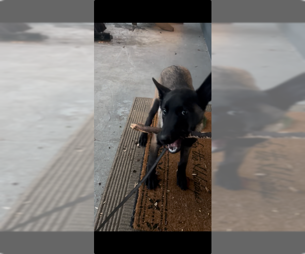 Medium Photo #3 Mutt Puppy For Sale in Imlay City, MI, USA