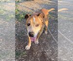 Small American Pit Bull Terrier Mix