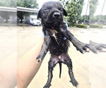 Small German Shepherd Dog Mix