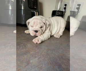 English Bulldog Puppy for sale in QUANAH, TX, USA