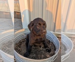 Small Photo #21 Golden Labrador Puppy For Sale in CAMERON, MO, USA