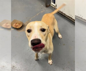 Mutt Dogs for adoption in Peoria, IL, USA