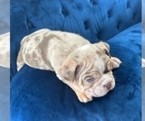 Medium Photo #1 English Bulldog Puppy For Sale in NORTH HAMPTON, NH, USA
