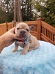 Small Photo #2 French Bulldog Puppy For Sale in BAKERVIEW, WA, USA