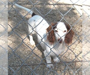 Mother of the Dachshund puppies born on 04/15/2025