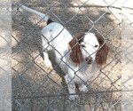 Small Photo #1 Dachshund Puppy For Sale in RATTAN, OK, USA