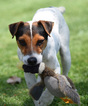 Small Photo #1 Jack Russell Terrier Puppy For Sale in KINSLEY, KS, USA