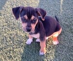 Puppy Ray Jack Russell Terrier