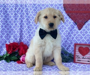 Golden Retriever Puppy for sale in LANCASTER, PA, USA