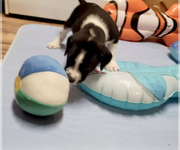 Medium Photo #4 Great Pyrenees Puppy For Sale in Spring, TX, USA