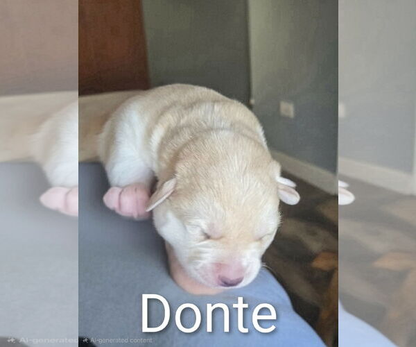 Medium Photo #5 Shepradors Puppy For Sale in Princeton, MN, USA