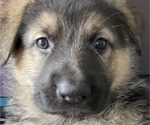 German Shepherd Dog Puppy for sale in BUTLER, PA, USA