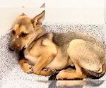 Small #1 German Shepherd Dog Mix