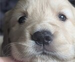 Small Photo #29 Golden Retriever Puppy For Sale in MODESTO, CA, USA