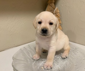 Labrador Retriever Puppy for sale in PORT ANGELES, WA, USA