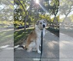 Small #3 Great Pyrenees Mix