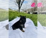 Small Photo #5 German Shepherd Dog Puppy For Sale in ROCKFIELD, KY, USA