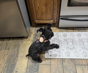 Schnauzer (Miniature) Puppy for sale in DURANT, OK, USA
