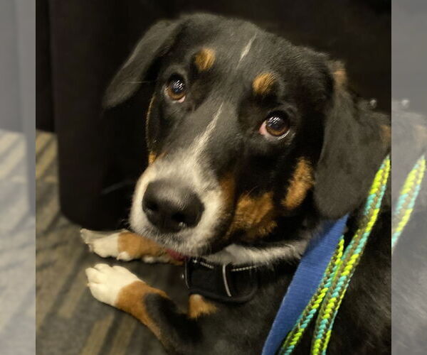 Medium Photo #8 Mutt Puppy For Sale in Fargo, ND, USA