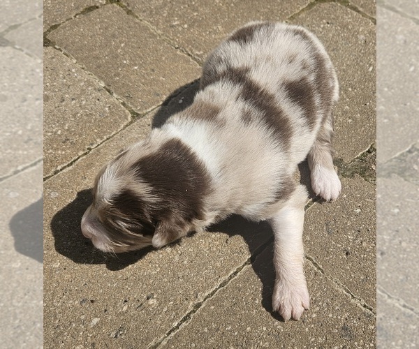 Medium Photo #1 Australian Shepherd Puppy For Sale in NELSON, VA, USA