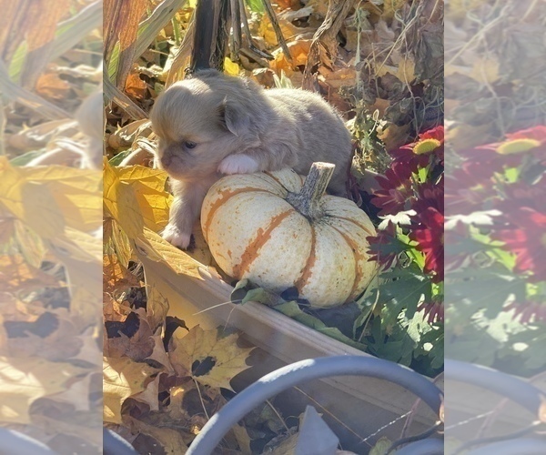 Medium Photo #11 Chihuahua Puppy For Sale in RAWSONVILLE, MI, USA