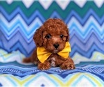 Small Photo #8 Cavapoo-Poodle (Toy) Mix Puppy For Sale in KIRKWOOD, PA, USA