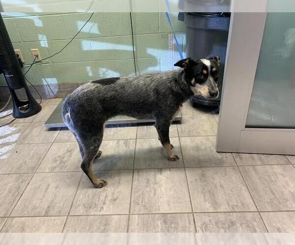 Medium Photo #1 Mutt Puppy For Sale in Grand Prairie, TX, USA