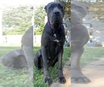 Small Photo #1 Cane Corso Puppy For Sale in PANA, IL, USA