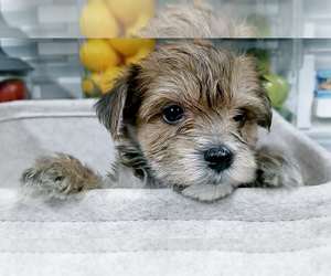 Morkie Puppy for sale in FORT WORTH, TX, USA