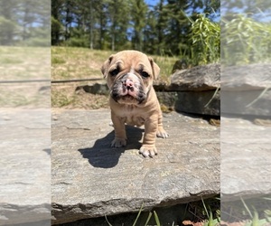 Olde English Bulldogge Puppy for sale in CHEPACHET, RI, USA