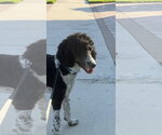 Small #1 Poodle (Standard)