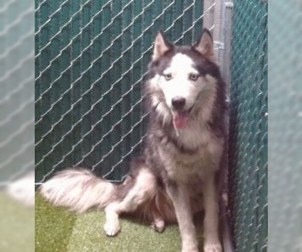 Medium Photo #1 Siberian Husky Puppy For Sale in Downey, CA, USA