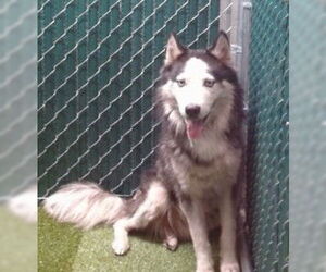 Medium Siberian Husky