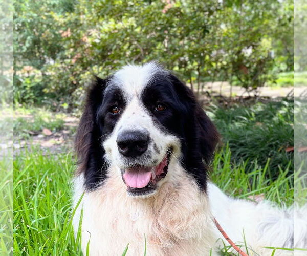 Medium Photo #1 Great Pyrenees-Unknown Mix Puppy For Sale in Spring, TX, USA