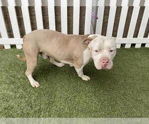 Mutt Dogs for adoption in Modesto, CA, USA