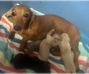 Mother of the Dachshund puppies born on 04/25/2026