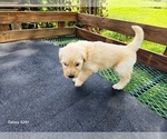 Small #4 Goldendoodle