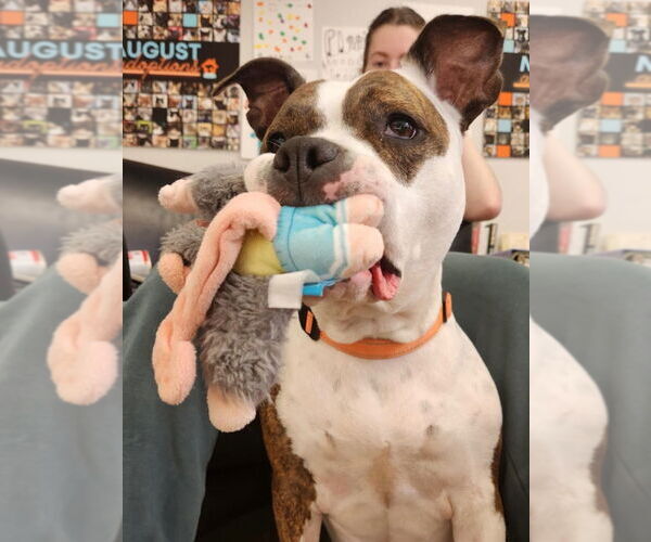 Medium Photo #5 American Pit Bull Terrier Puppy For Sale in Minneapolis, MN, USA