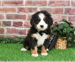 Small #4 Bernese Mountain Dog