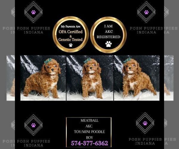 Medium Photo #122 Poodle (Miniature) Puppy For Sale in WARSAW, IN, USA
