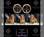 Small Photo #122 Poodle (Miniature) Puppy For Sale in WARSAW, IN, USA