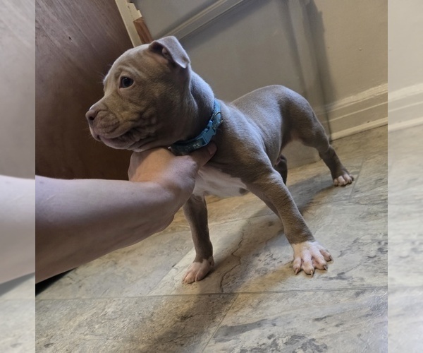 Medium Photo #4 American Pit Bull Terrier Puppy For Sale in COLUMBUS, OH, USA