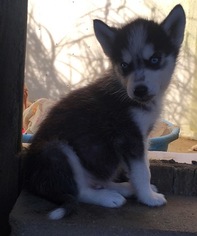 Siberian Husky Puppy for sale in GOWER, MO, USA