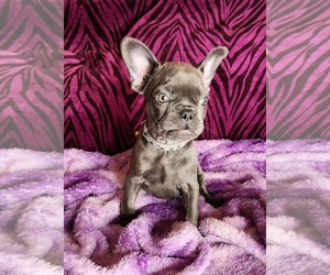 French Bulldog Puppy for sale in SALEM, OR, USA
