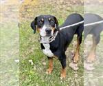 Small Black and Tan Coonhound-Labrador Retriever Mix