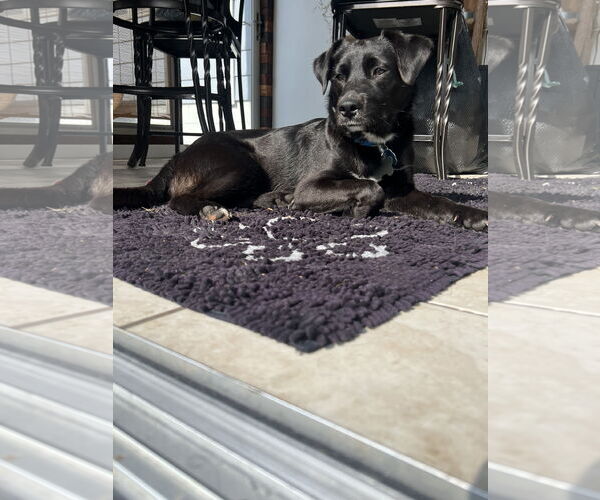 Medium Photo #3 Labrador Retriever-Unknown Mix Puppy For Sale in Coldwater, MI, USA