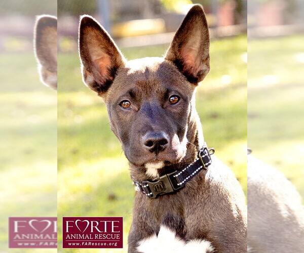 Medium Photo #2 Border Collie-Unknown Mix Puppy For Sale in Marina del Rey, CA, USA