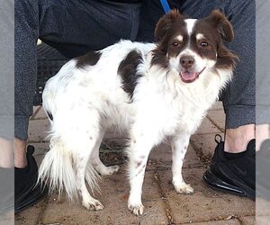 Nicky - Male Colonial Cocker Spaniel-Unknown Mix Dog for Adoption - Photo #2